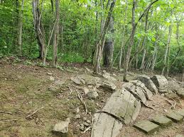 Bosque Petrificado Puyango “Naturaleza Paleontológica”