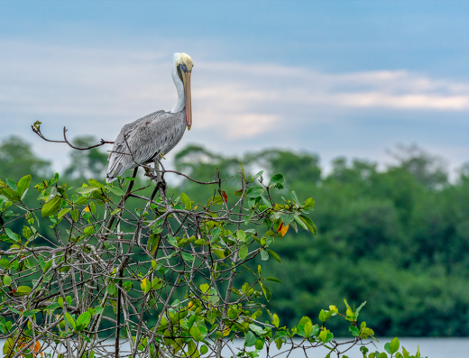 Manglares y Ecoturismo en Huaquillas