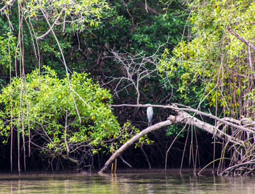 Manglares y Ecoturismo en Huaquillas